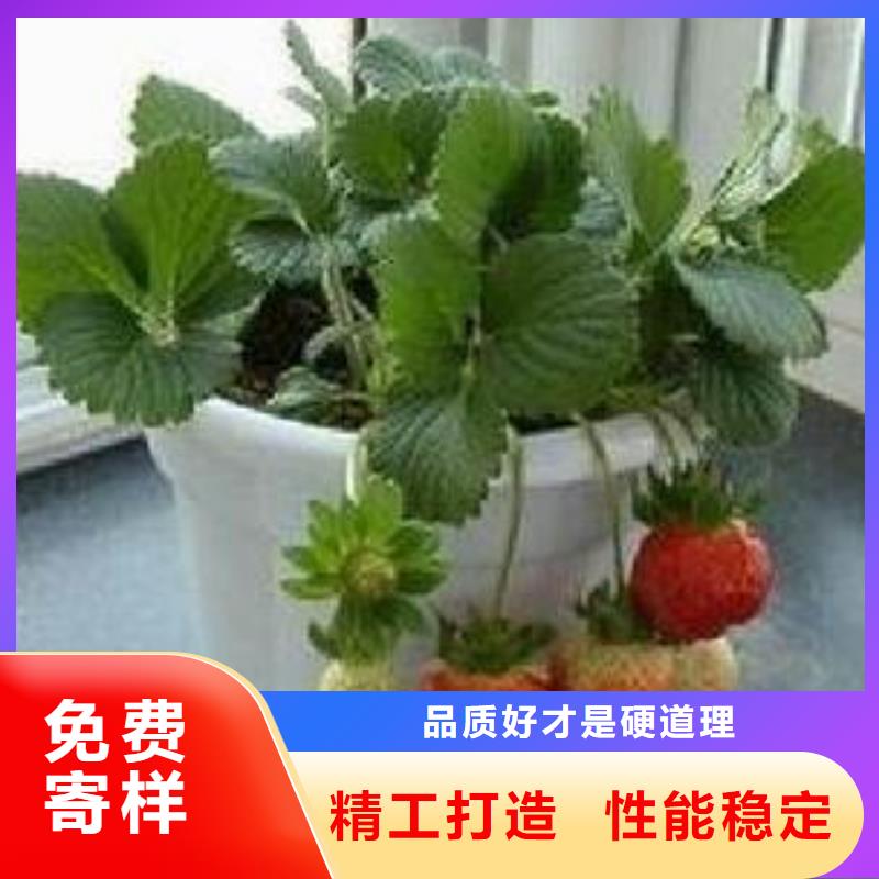 兴海秘宝草莓苗生产基地、自主研发-[本地]服务商