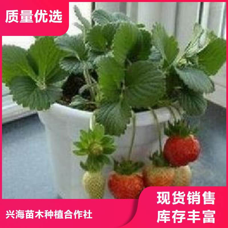 大量现货<兴海>明宝草莓苗价格低廉货量多