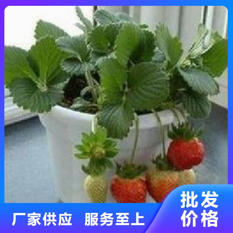 满足客户需求【兴海】草莓苗花椒苗质保一年