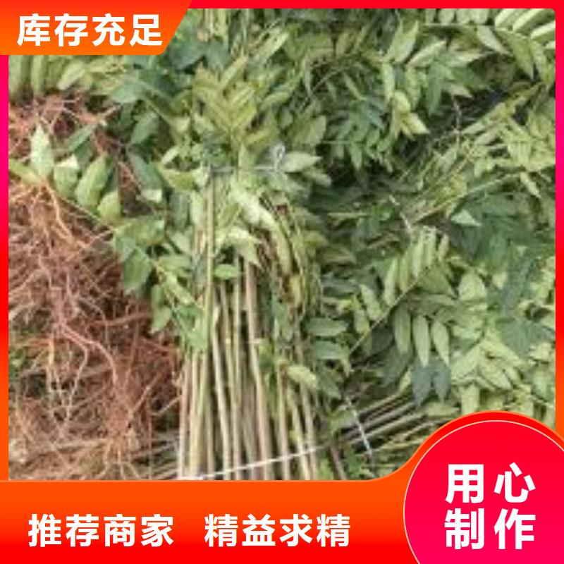 春芽树苗种植基地