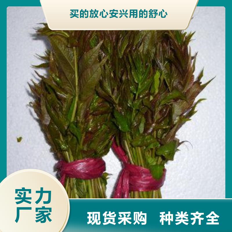 香椿苗,山楂苗品牌专营