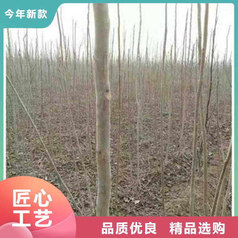 大棚红香椿树苗哪里有卖的