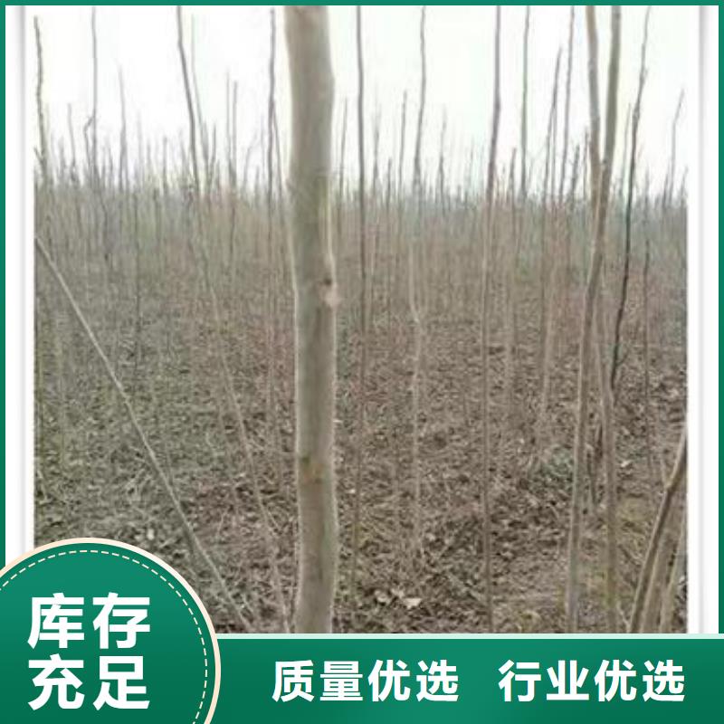 大棚红香椿树苗哪里有卖的