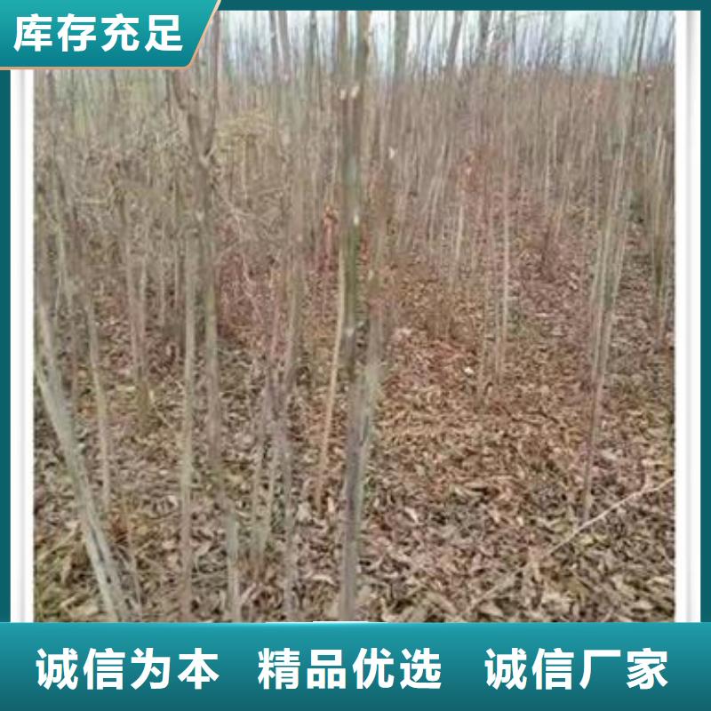 湘潭生产香椿小苗种植方法