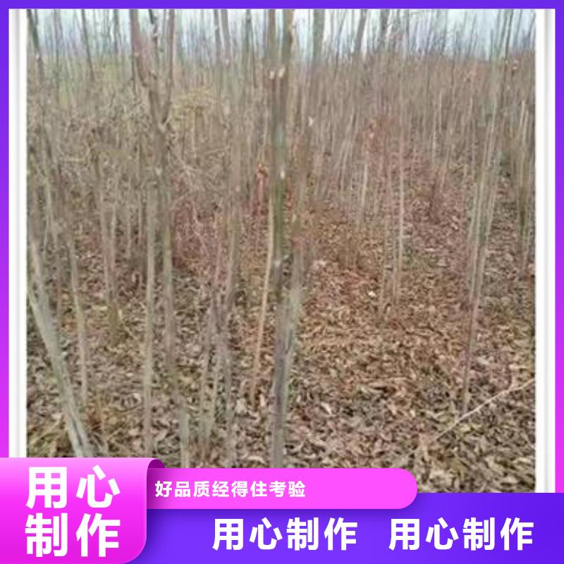 香椿苗,山楂苗品牌专营