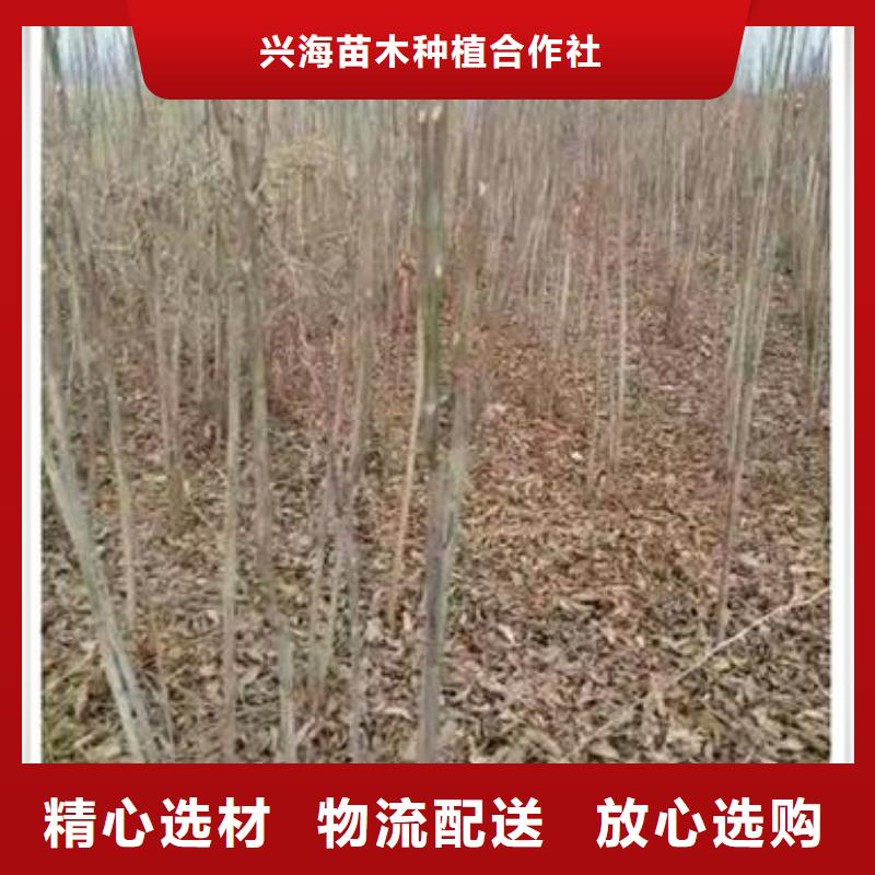 红香椿树苗多少钱一株