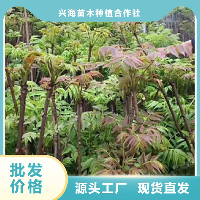 泰山红油香椿苗批发多少钱