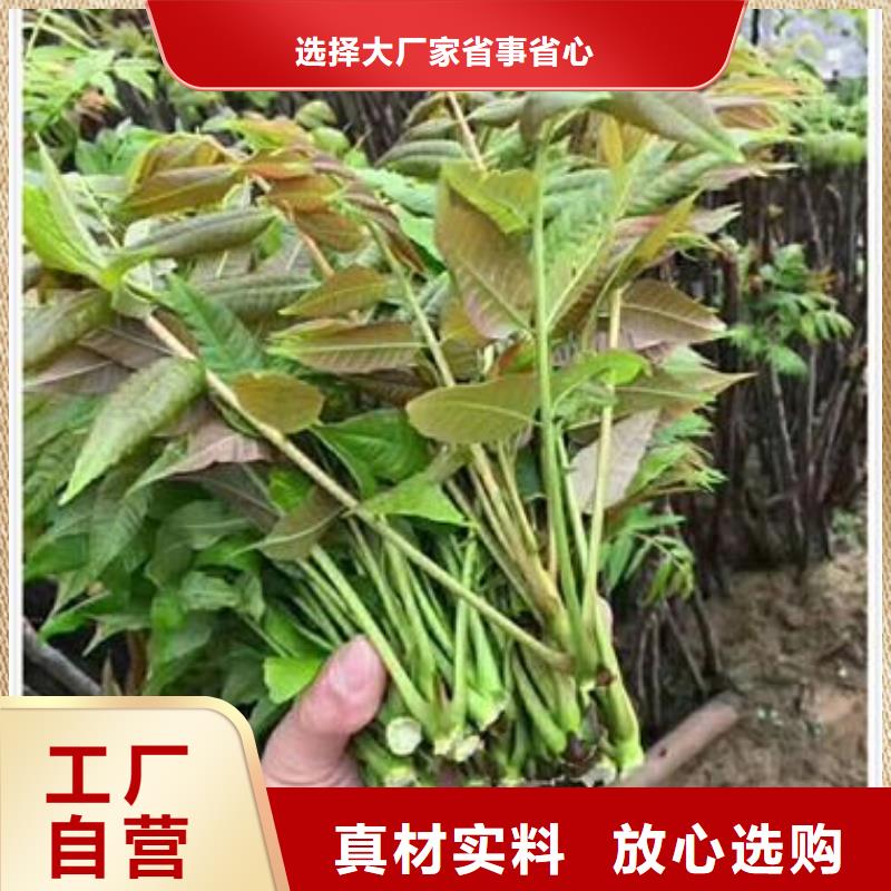 红油香椿苗什么价格