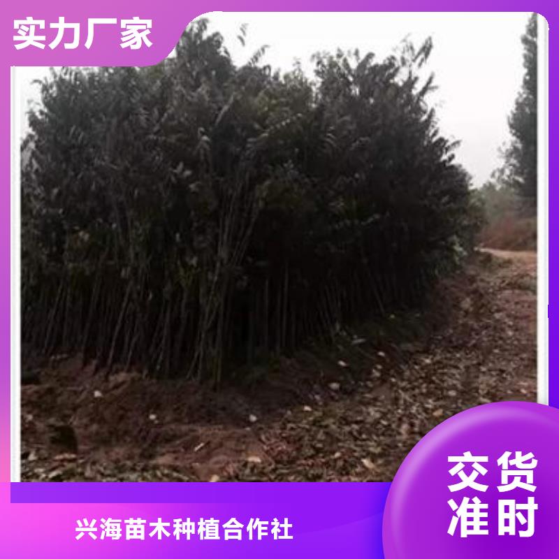 大棚红香椿树苗哪里有卖的