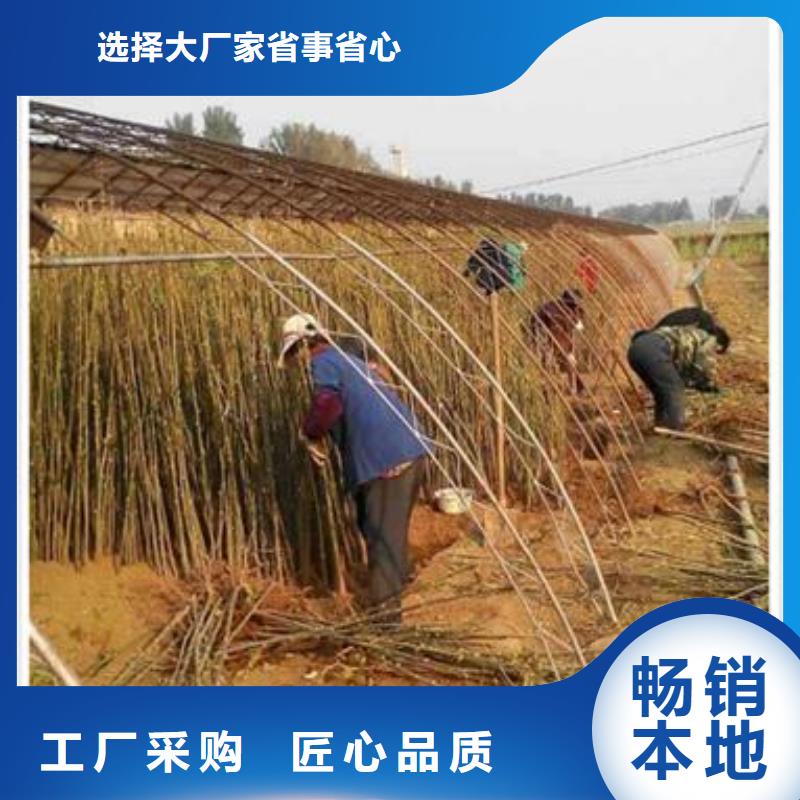 湘潭生产香椿小苗种植方法