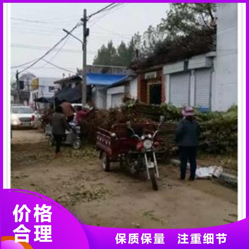 大棚红香椿树苗种植方法