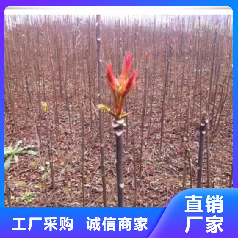常年供应【兴海】泰山红油香椿苗批发多少钱