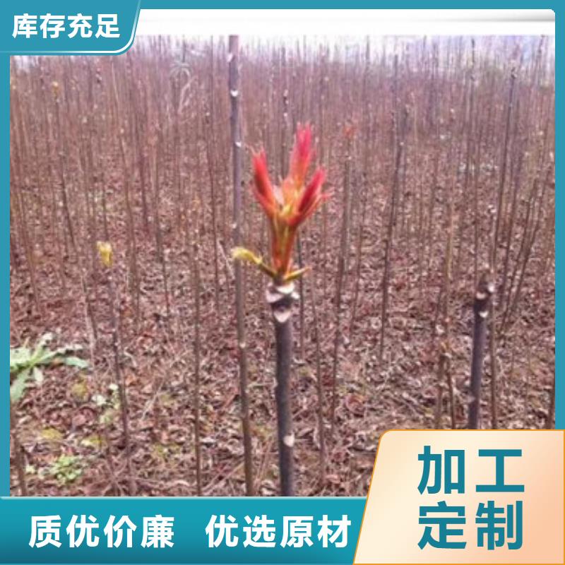 泰山红油香椿树苗栽培时间