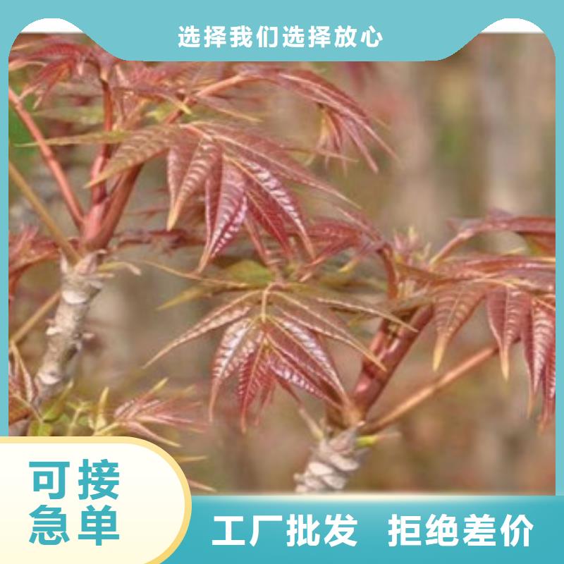 泰山红油香椿苗种植时间