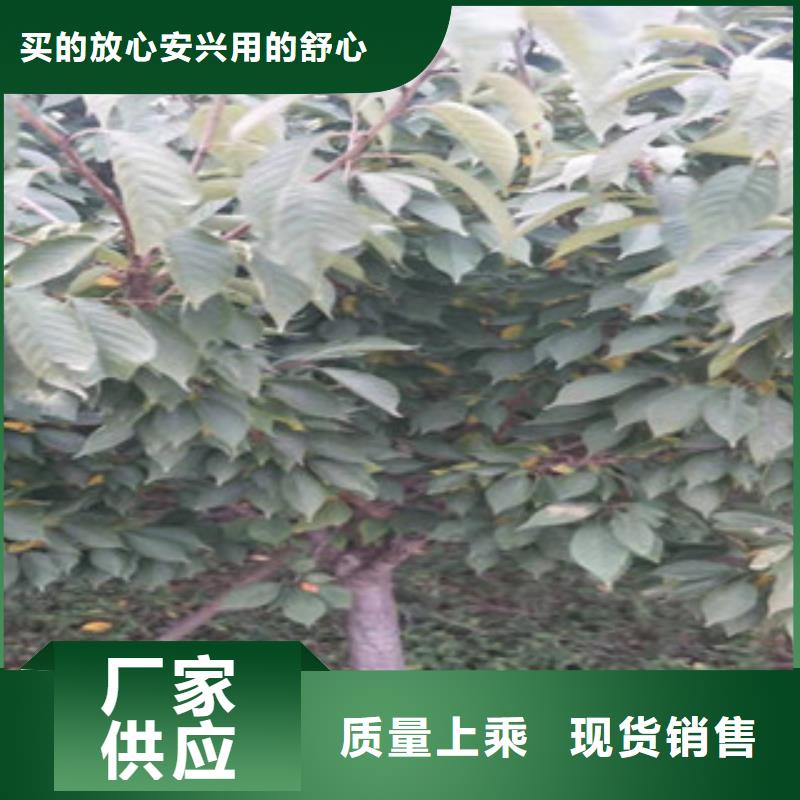 5公分樱花树零售