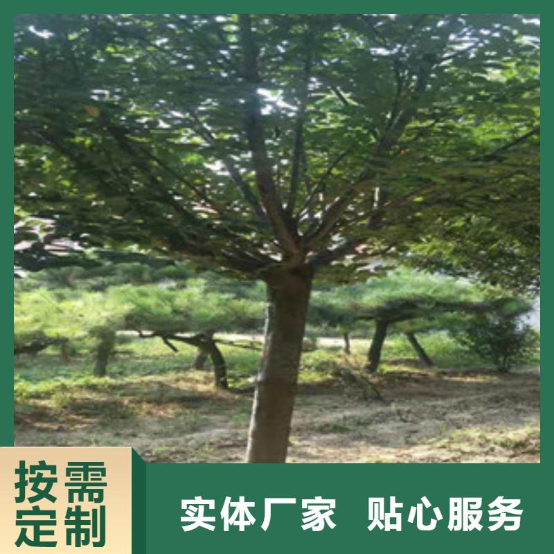 10公分樱花树种植基地