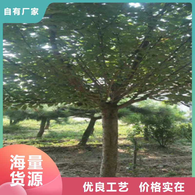 《福建》本土早樱樱花树批发