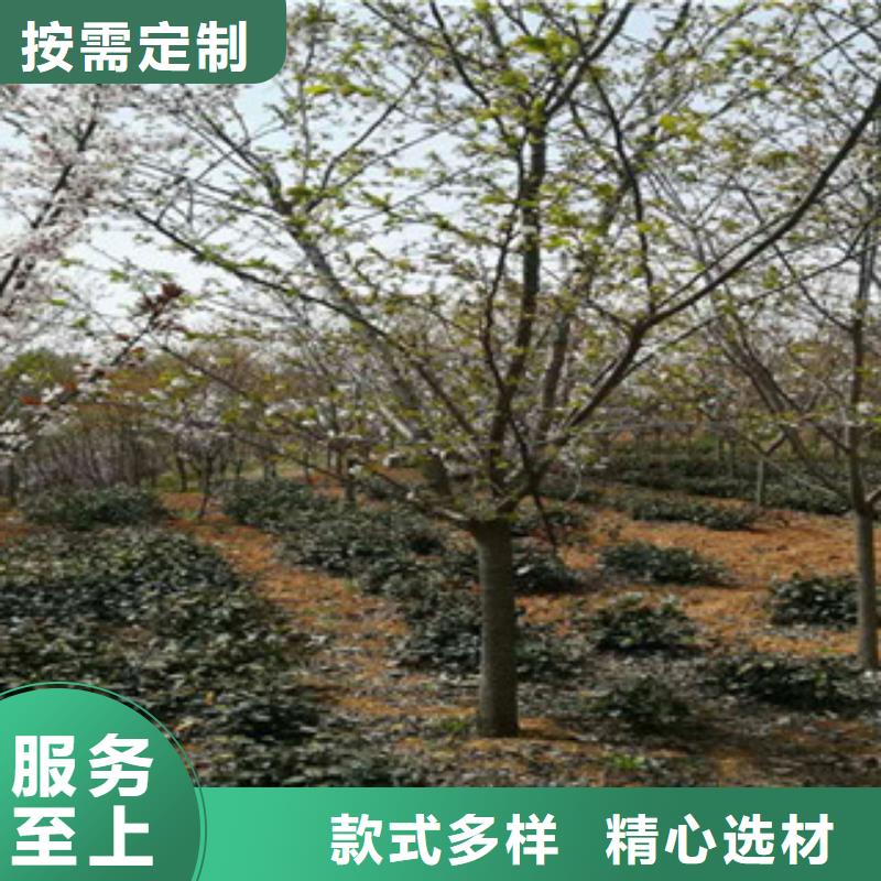 观山樱花树品种多样