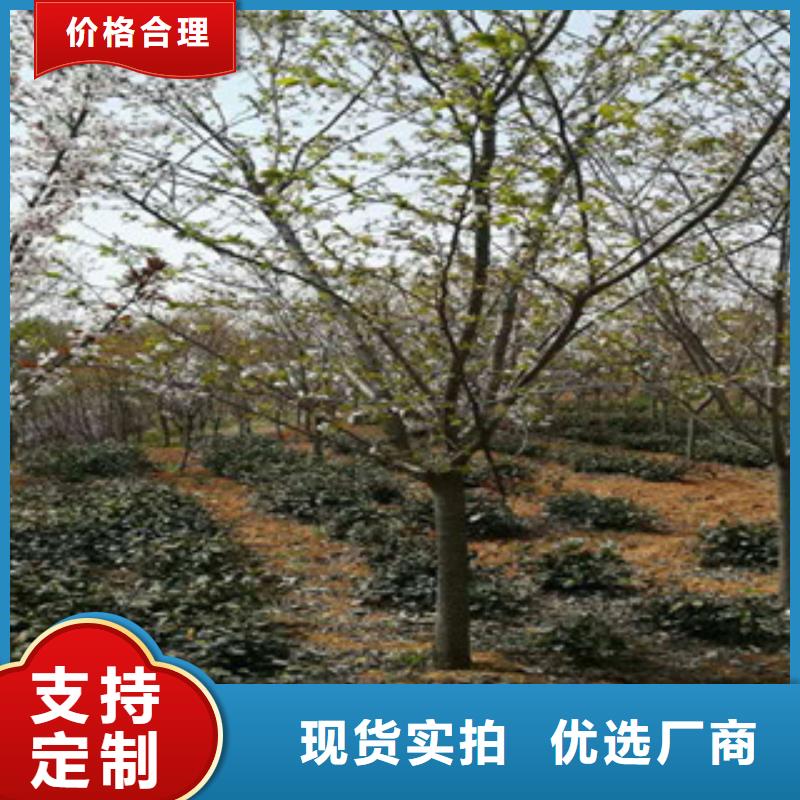 高杆樱花树规格齐全