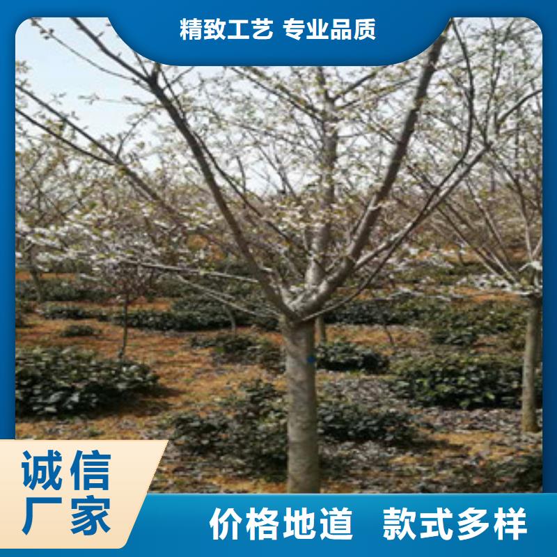 6公分樱花树种植基地