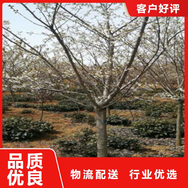 10公分樱花树种植基地