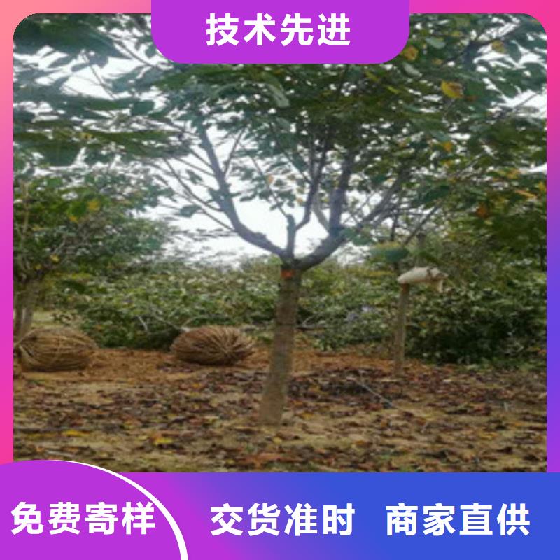 4公分樱花树规格齐全