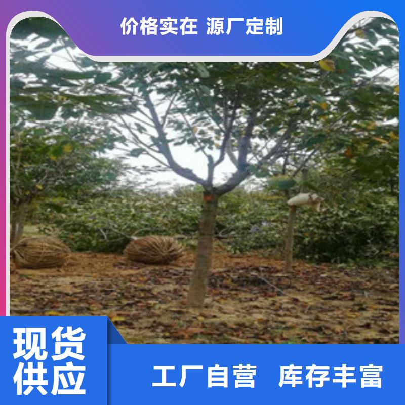 福建采购8公分樱花树生长习性