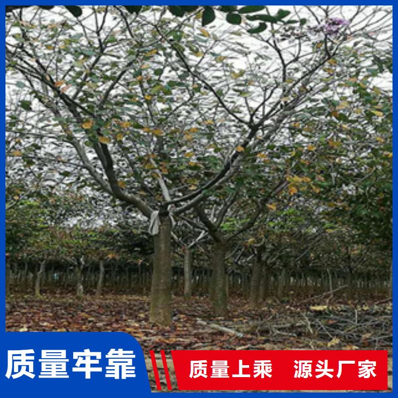 9公分樱花树价格