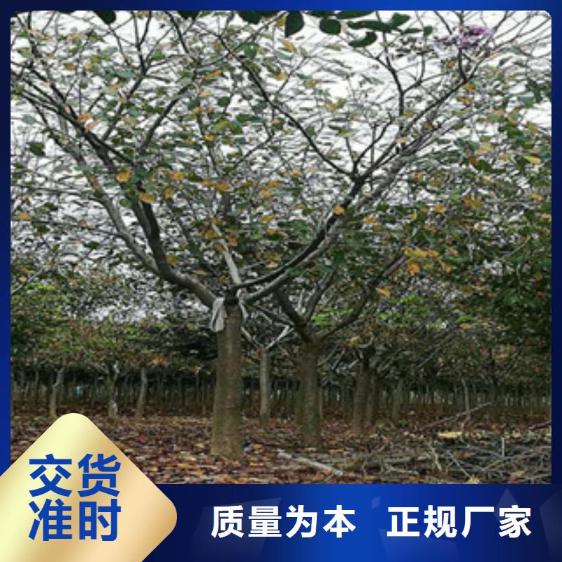 4公分樱花树规格齐全