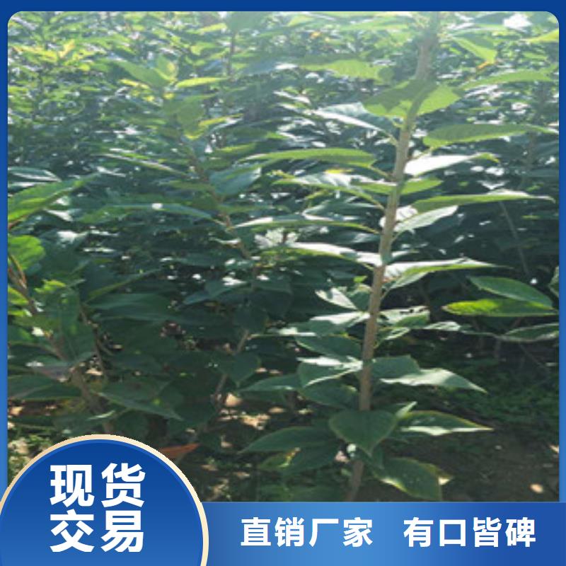 8公分樱花树批发