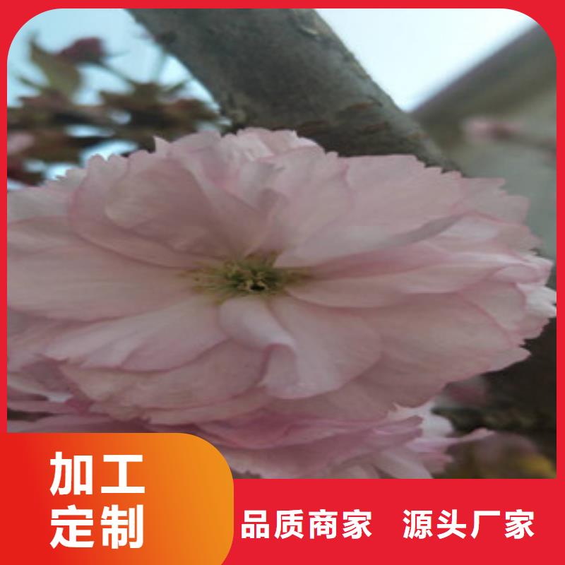 7公分樱花树品种多样