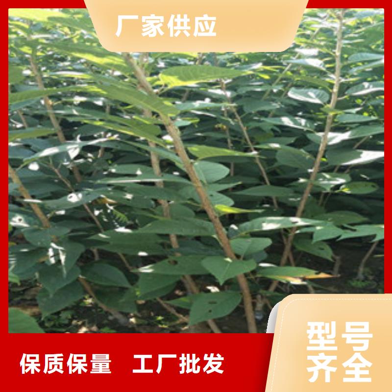 9公分樱花树价格