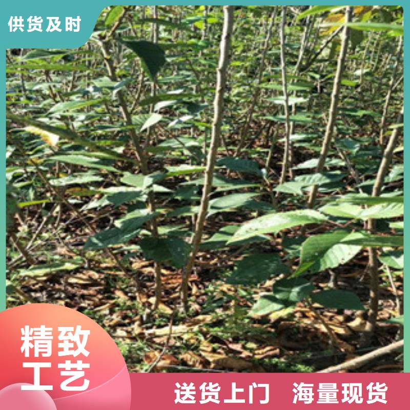 7公分樱花树规格齐全