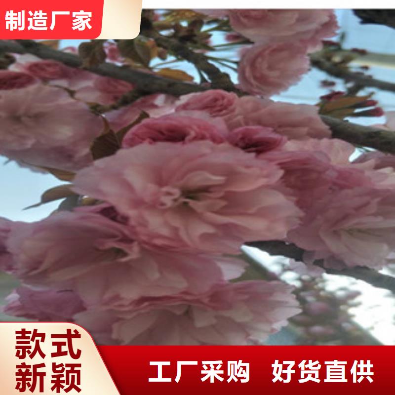 15公分樱花树零售