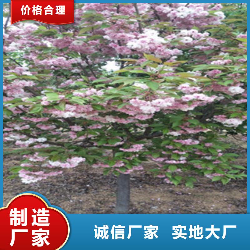 5公分樱花树栽培技术
