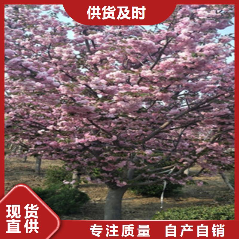 6公分樱花树零售