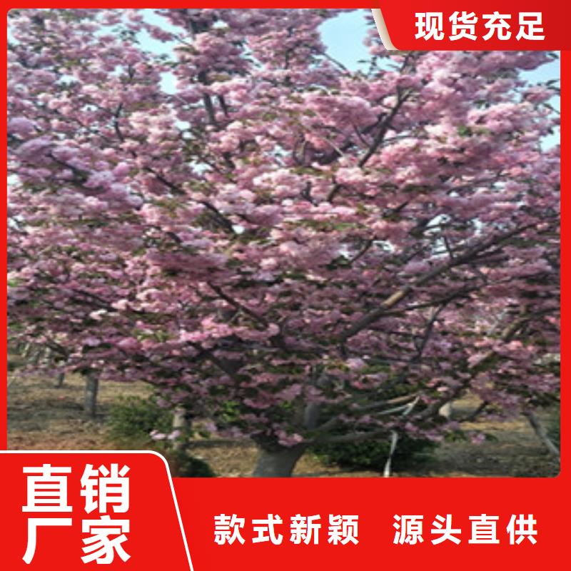 染井吉野樱花树生长习性