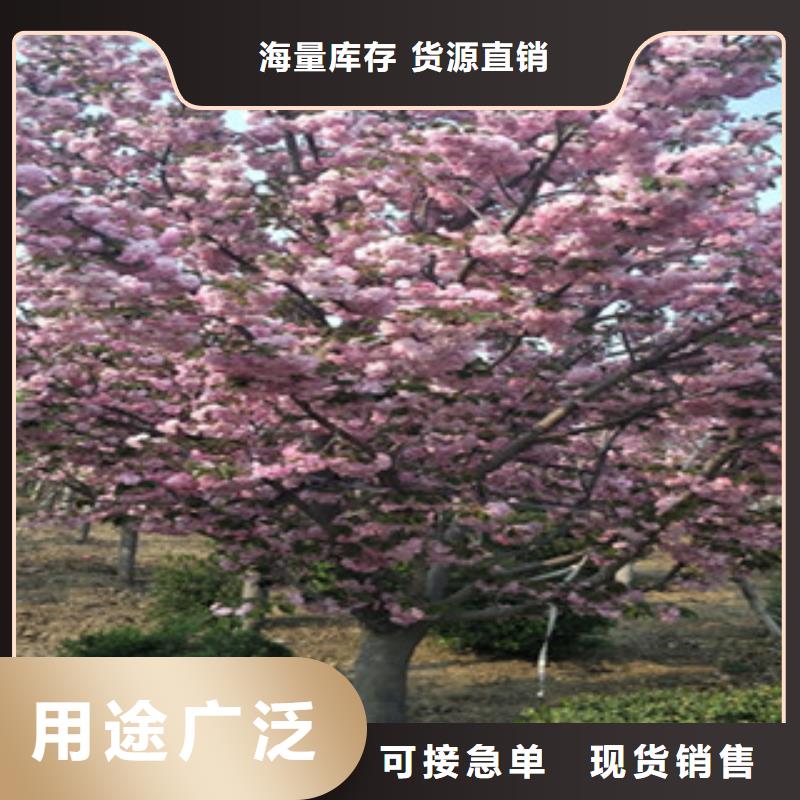 高杆樱花树生长习性