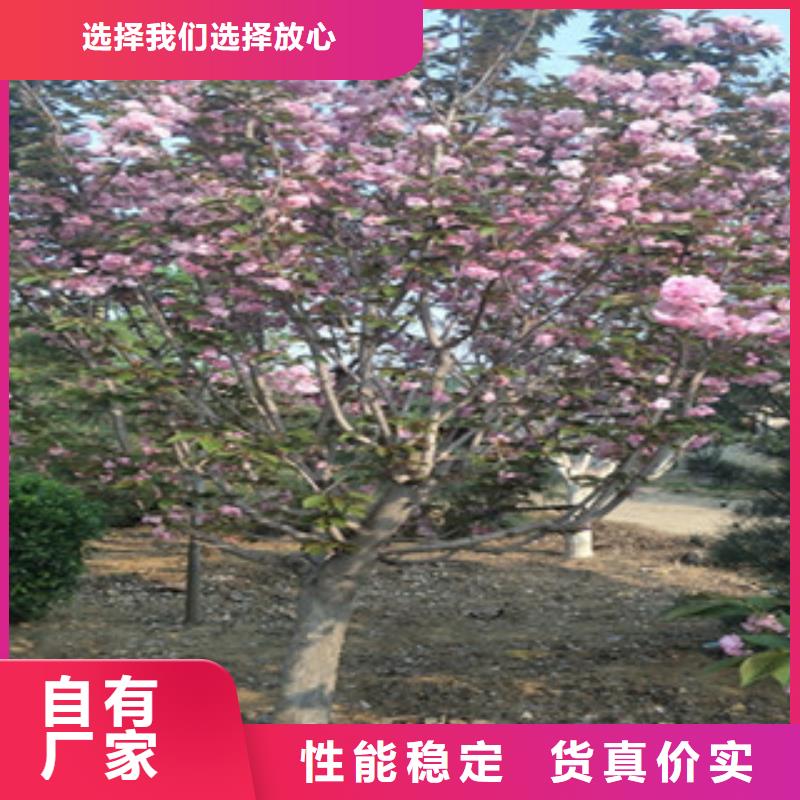 直供《正家》4公分樱花树种植基地