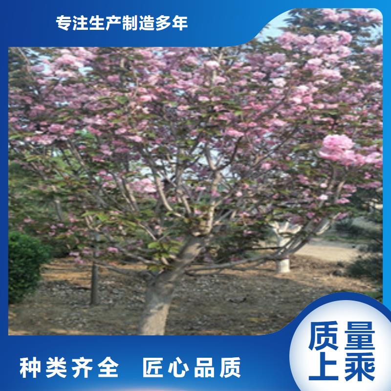 6公分樱花树品种多样