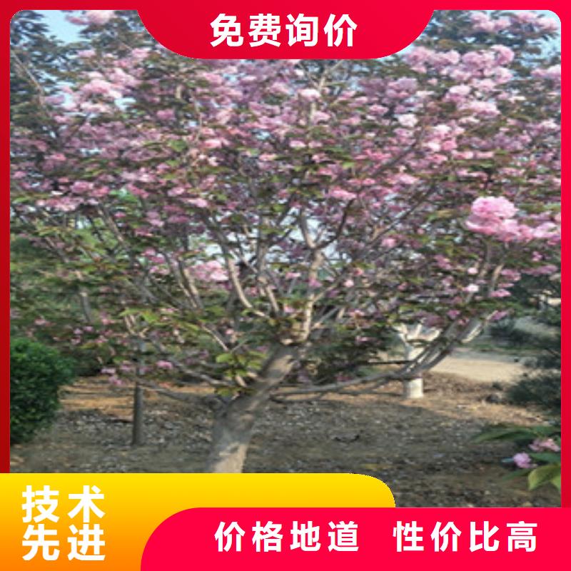 【正家】4公分樱花树价格-泰安正家园艺场