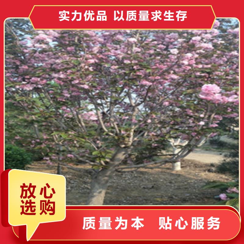 【正家】晚樱樱花树规格齐全-泰安正家园艺场
