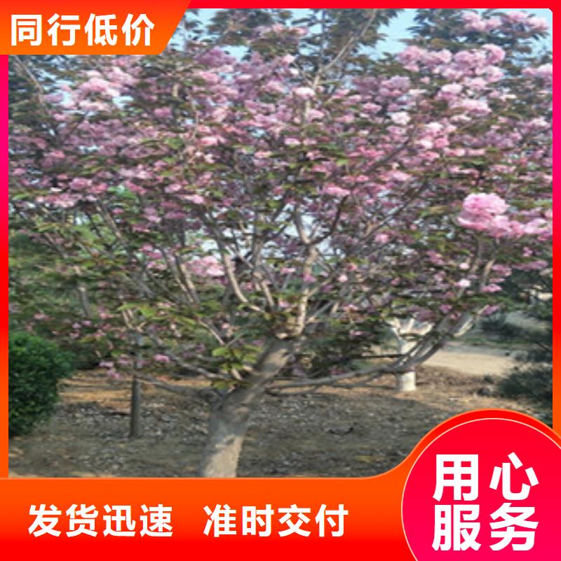 8公分樱花树栽培技术