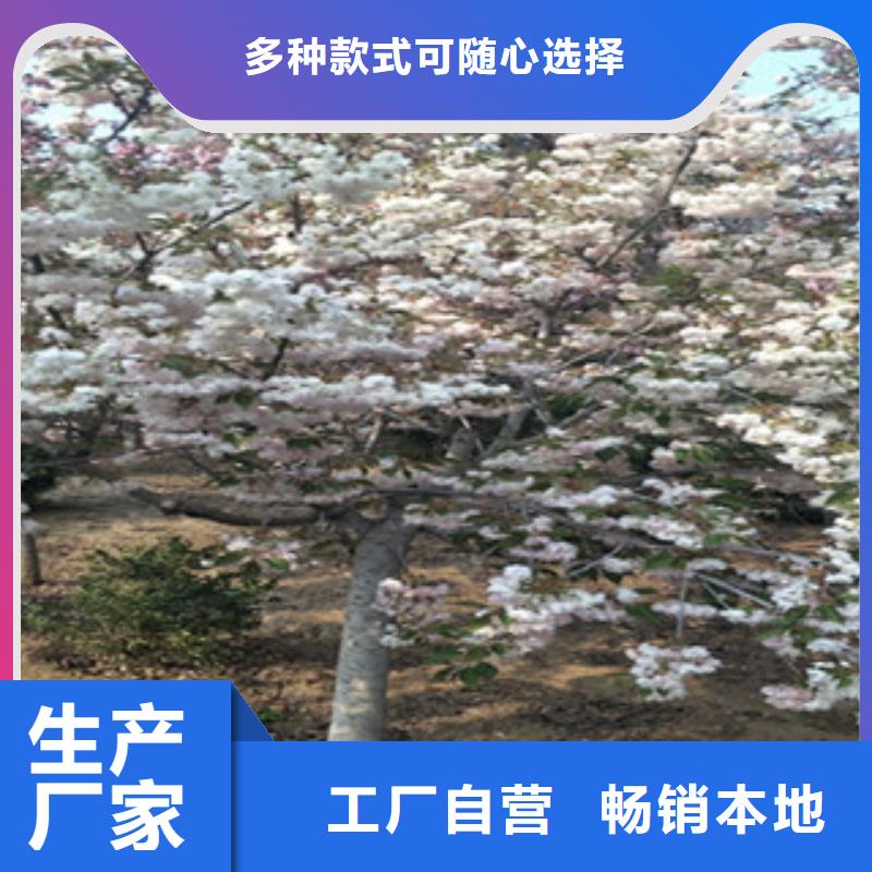 高杆樱花树种植基地