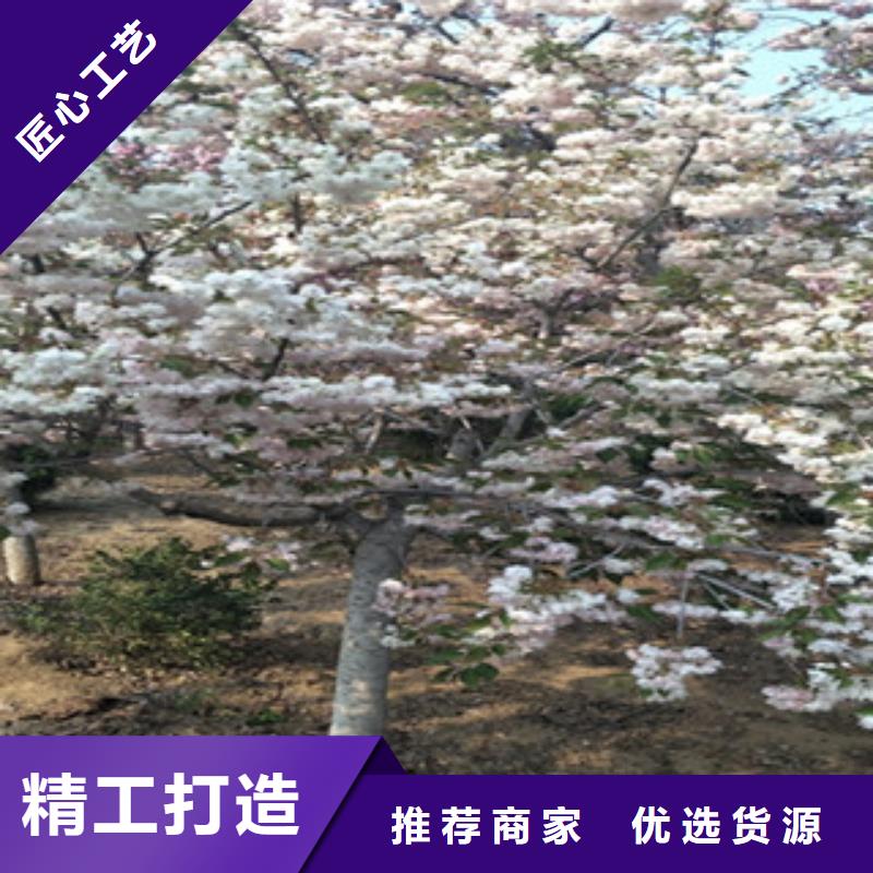 购买[正家]15公分樱花树栽培技术