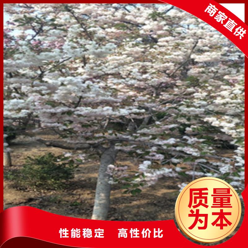 15公分樱花树栽培技术