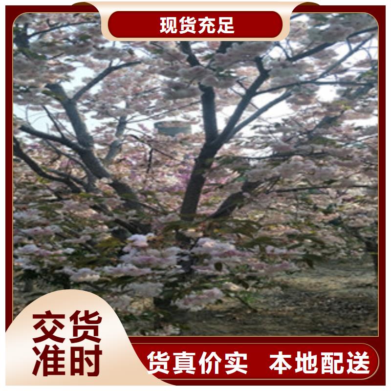 8公分樱花树栽培技术