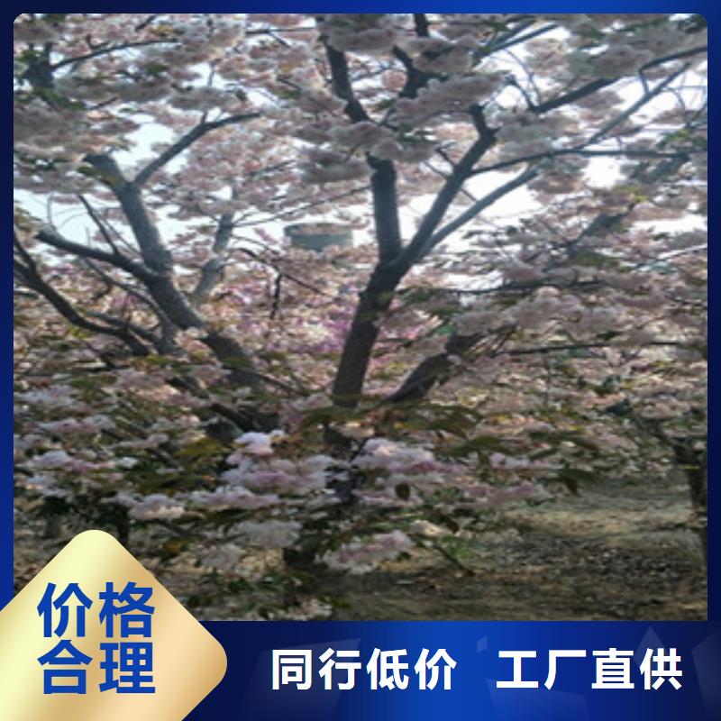 周边【正家】高杆樱花树种植基地