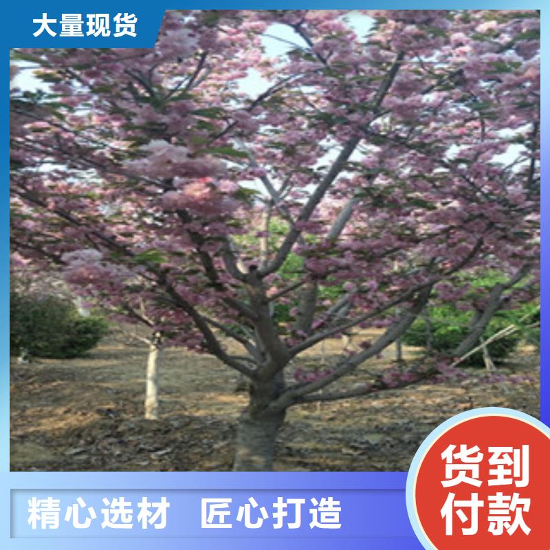 8公分樱花树价格