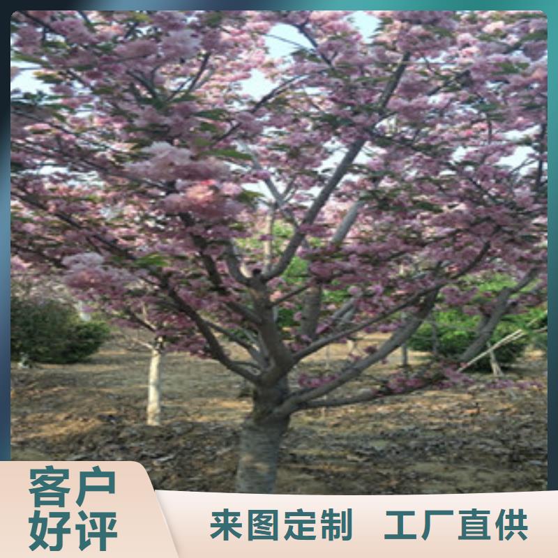今日价格[正家]8公分樱花树品种多样